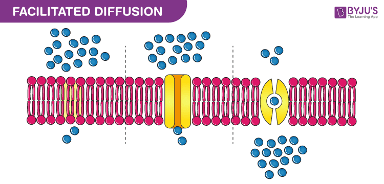 <p>Movement of charged or polar particles across the phospholipid bilayer with the help of proteins (carrier/channel)</p>