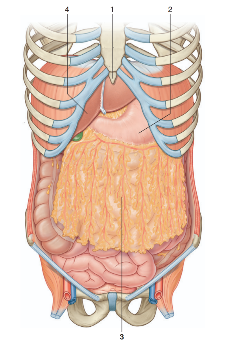 <p>Identify the indicated structures</p>