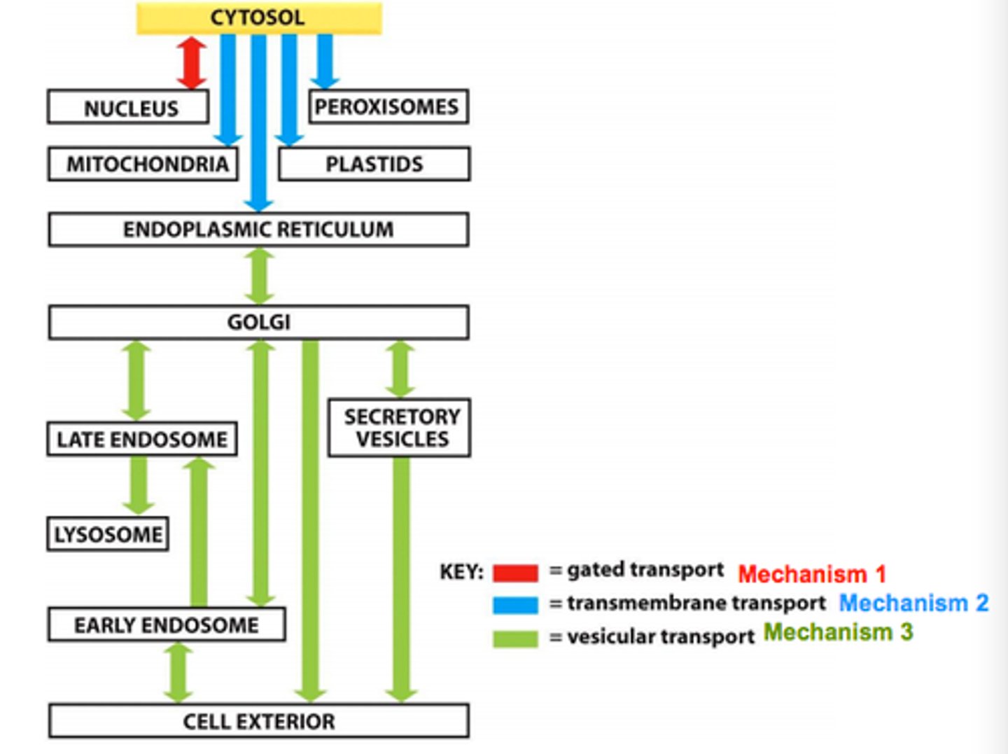 <p>transcription occurs in nucleus, translation begins in cytosol</p><p>if nuclear/mitochondrial/peroxisomal protein, finish translation in cytosol</p><p>if secreted/transmembrane/lysosomal protein (like an antibody), finish translation in rough ER</p><p>if transmembrane protein, signal sequence will remain as transmembrane region, otherwise it acts as anchor that is removed later</p><p>if nuclear protein, nuclear localization signal</p><p>if ER protein, retrograde transport brings it back to ER from Golgi</p><p>vesicle buds off ER lumen, bringing the protein to its target</p>