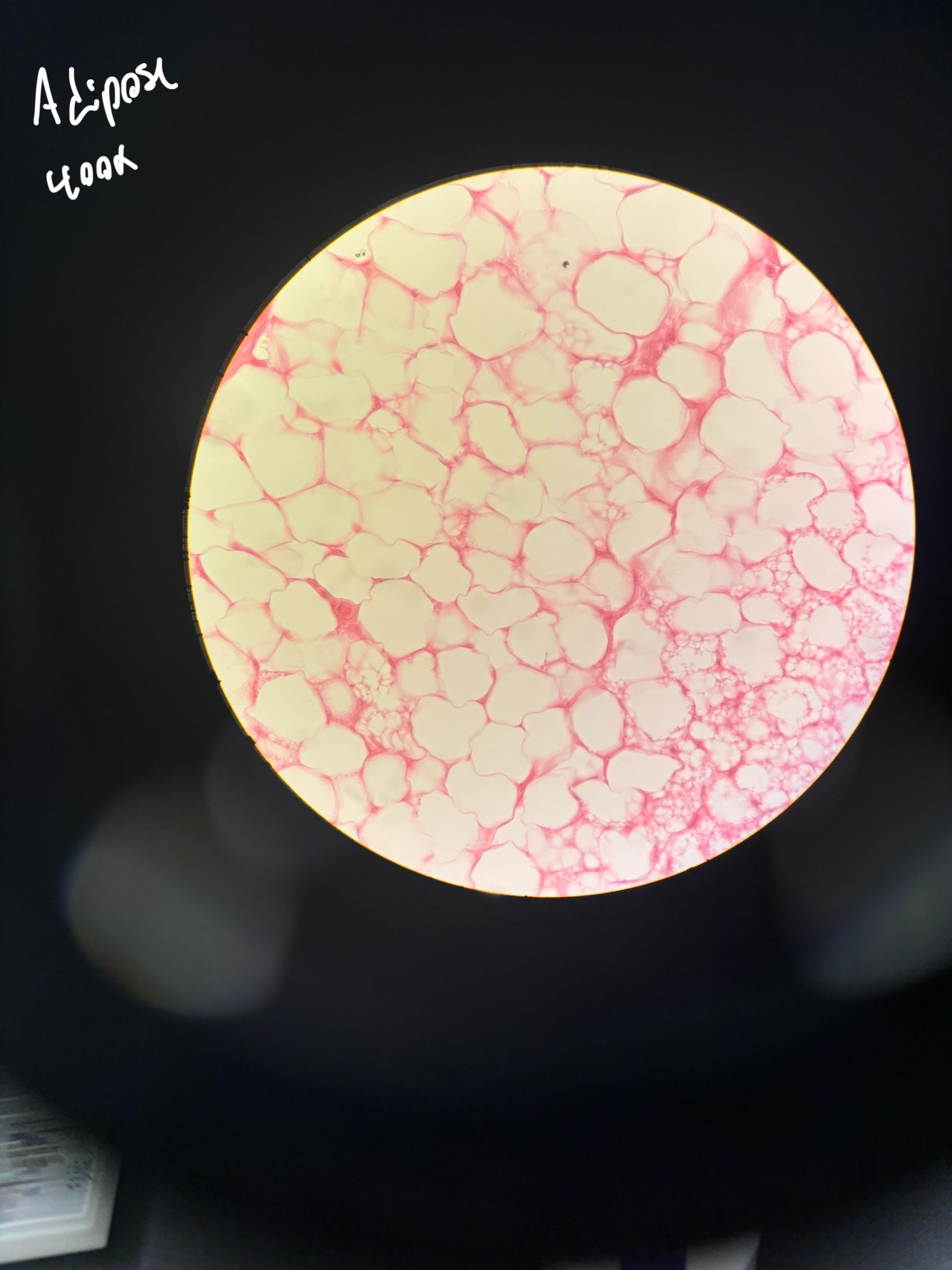 <p>what is the function of adipose tissue?</p>