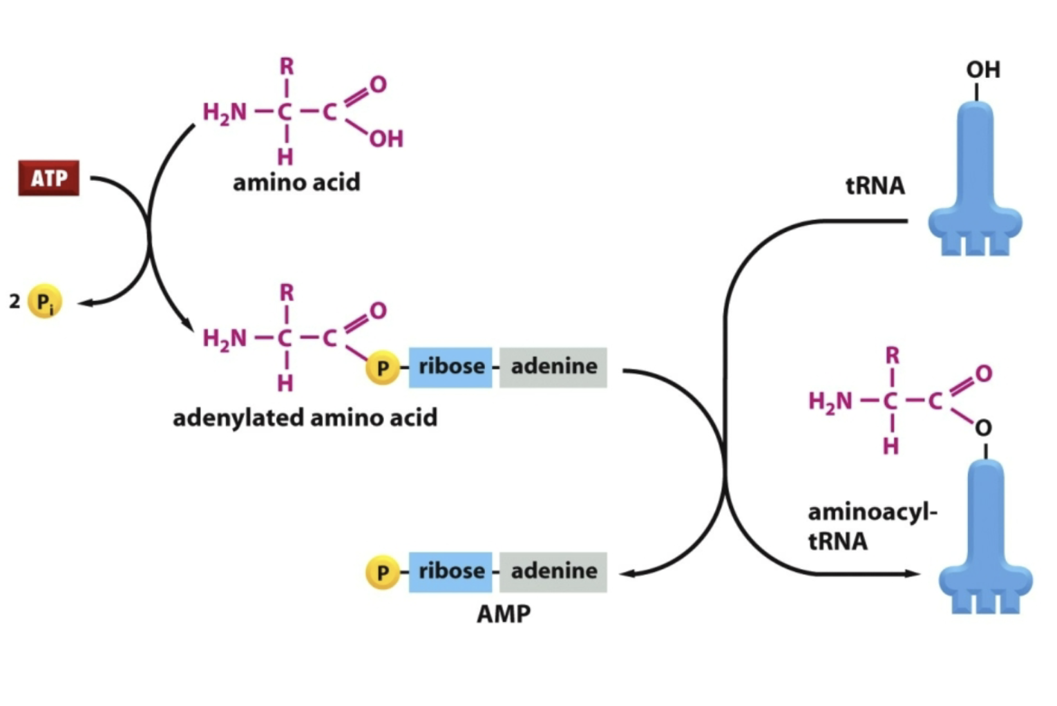 <p>Amino acid is first activated by conjugation to AMP</p><p>Then, it is transferred from AMP to tRNA</p><p>Proofreads for accuracy</p>