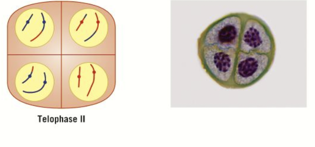 <ol><li><p>chromatids assemble at the poles </p></li><li><p>chromosomes uncoil and form chromatin again </p></li><li><p>nuclear envelope reforms </p></li><li><p>nucleolus becomes visible </p></li><li><p>cytokinesis results in a division of the cells forming four daughter cells in total </p></li><li><p>haploid due to reduction division - genetically different from each other and the parent cell.</p></li></ol>