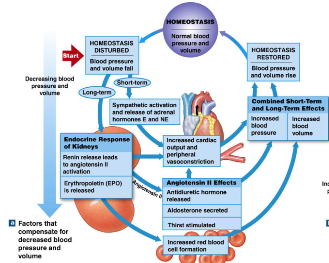 <ul><li><p>Kidney sensitive to BP decrease </p></li><li><p>→ increase release of RENIN</p></li><li><p>→ <strong>Renin </strong>converts <strong>Angiotensinogen → Angiotensin 1</strong></p></li><li><p><strong>→ </strong>in lungs<strong> ACE </strong> converts <strong>Angiotensin 1 → Angiotensin 2</strong></p></li><li><p><strong>→ Ang II affects all the stuff:</strong></p><ul><li><p>Blood pressure → vasoconstriction</p></li><li><p>heart → increased CO</p></li><li><p>adrenal cortex → aldosterone release </p></li><li><p>hypothalamus → ADH release and increased thirst </p></li></ul></li><li><p><strong>→ kidneys</strong> also increase red blood cell formation </p></li><li><p>→ increase oxygen carrying capability </p></li></ul><p></p>