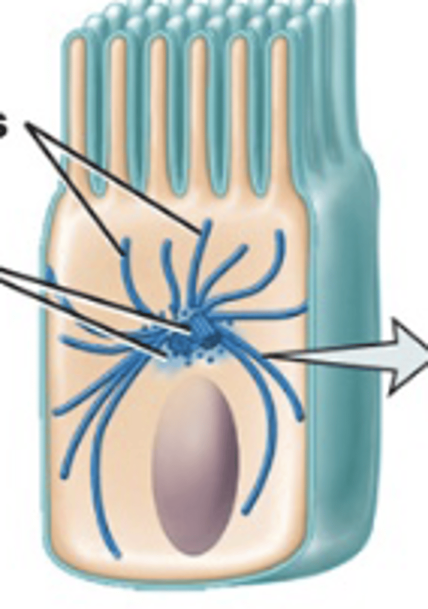 <p>acts as train tracks, allowing molecules to communicate with each other</p>