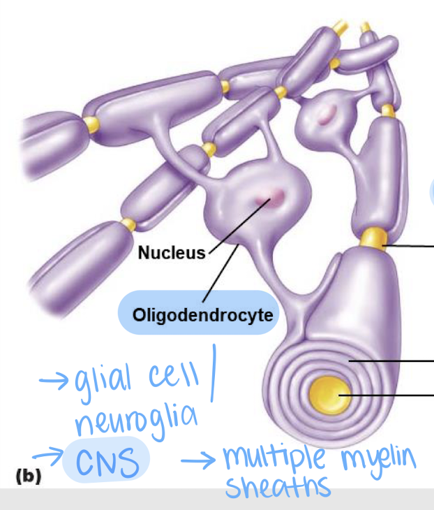 <p>oligodendrocytes </p>