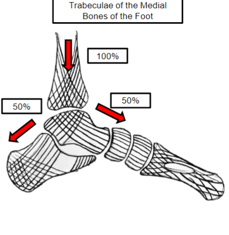 <p>Where is the load transmitted posteriorly?</p>