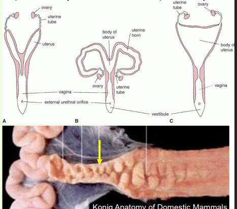 <p>» Appearance varies considerably between species</p><p>• Develops from paramesonephric ducts that fuse</p><p></p><p>» Size, position and anatomy changes with age and physiological activity!</p><p></p><p>» Comprised of horns, body and cervix</p><p></p><p>» Cervix limits access from vagina</p><p>• Forms sphincter</p><p>• Thick mucosal folds interdigitate, can occlude cervical canal</p><p>• Cervical mucosa secrete mucus, forming a plug</p><p></p><p>uterine tube NOT the same as uterine horn</p>