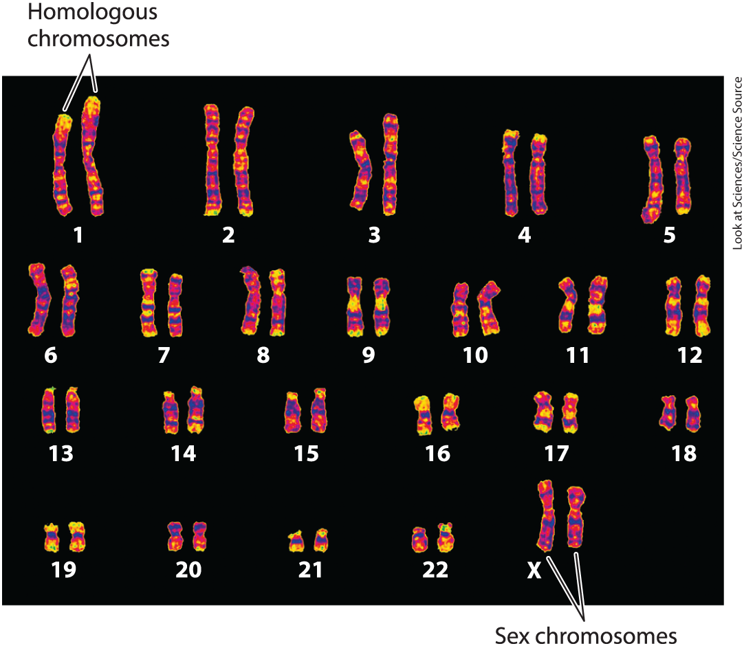 <p><span>The complete set of chromosomes in a cell, visually represented and organized in a systematic way. It includes the number, size, shape, and structure of the chromosomes.</span></p>