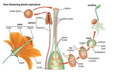 <ul><li><p><span style="background-color: transparent;">Sporophyte plant produces spore that are haploid</span></p><ul><li><p><span style="background-color: transparent;">Grown into multicellular male and female haploid gametophytes</span></p></li></ul></li><li><p><span style="background-color: transparent;">Flower is part of the sporophyte plant + it is diploid</span></p></li><li><p><span style="background-color: transparent;">Part of the carpels on the flower is the ovary</span></p><ul><li><p><span style="background-color: transparent;">Also sporophyte tissue</span></p></li></ul></li><li><p><span style="background-color: transparent;">In the ovary are the ovules </span></p><ul><li><p><span style="background-color: transparent;">Also sporophyte, will produce the spores that become the female gametophyte </span></p></li><li><p><span style="background-color: transparent;">Contains some haploid gametophyte tissue + haploid egg cell </span></p></li></ul></li><li><p><span style="background-color: transparent;">Some cells of the pollen grain become the pollen tubes while other are the sperm</span></p></li><li><p><span style="background-color: transparent;">Pollen make pollen tubes </span></p><ul><li><p><span style="background-color: transparent;">Will deliver sperm to egg </span></p></li></ul></li><li><p><span style="background-color: transparent;">This is <strong>double fertilization </strong></span></p><ul><li><p><span style="background-color: transparent;"><strong>1 sperm fert. The egg</strong></span></p></li><li><p><span style="background-color: transparent;"><strong>The other sperm fuses with the 2 nuclei to make a triploid endosperm </strong></span></p><ul><li><p><span style="background-color: transparent;">Extra nutrients for the embryo</span></p></li></ul></li></ul></li></ul><p></p>