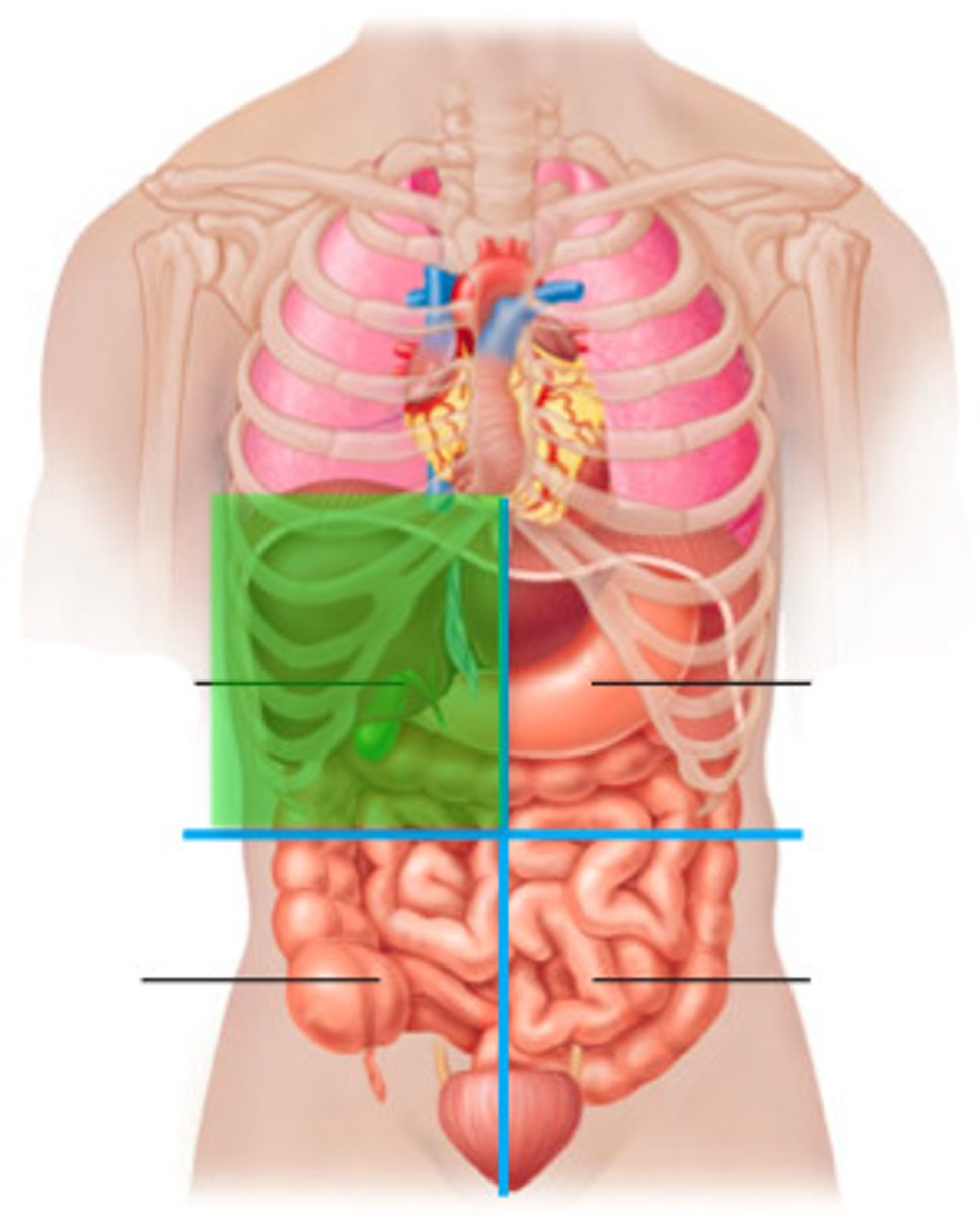 <p>Right lobe of liver, gallbladder, right kidney, portions of stomach, small and large intestine</p>