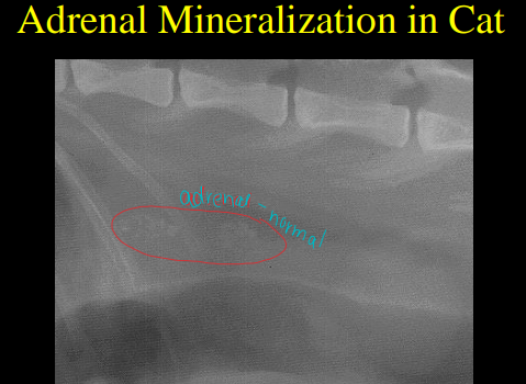 <p>Adrenal Glands on Radiographs</p>