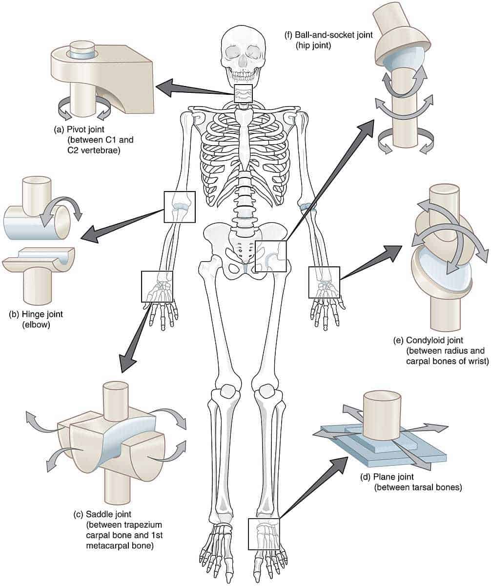<p><span style="color: rgb(43, 49, 80)">The elbow is what type of joint?</span></p>