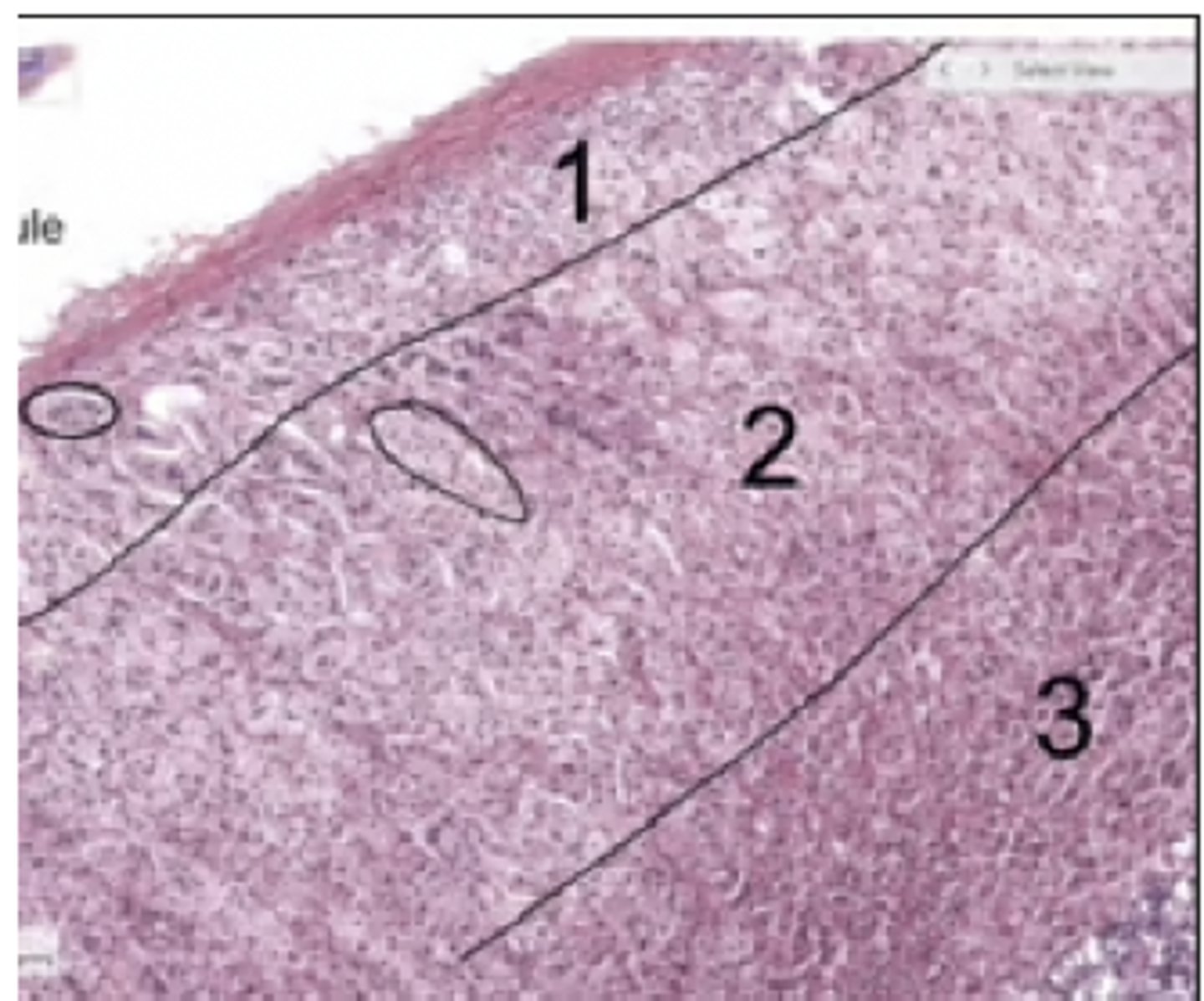 knowt flashcard image