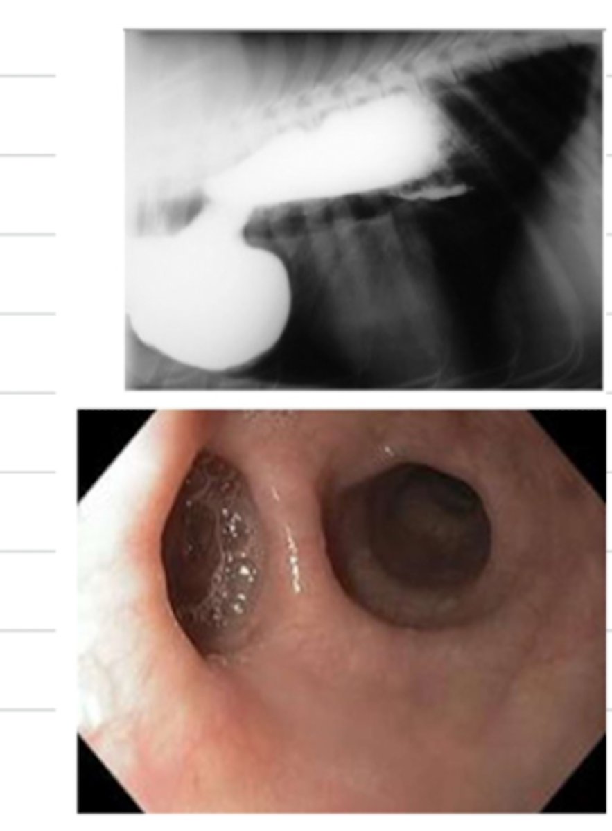<p>an endoscopy and xray of this animal reveals these findings- what is the diagnosis?</p>