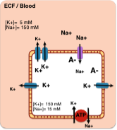 
1. Concentration gradient
2. Selective ionic permeability