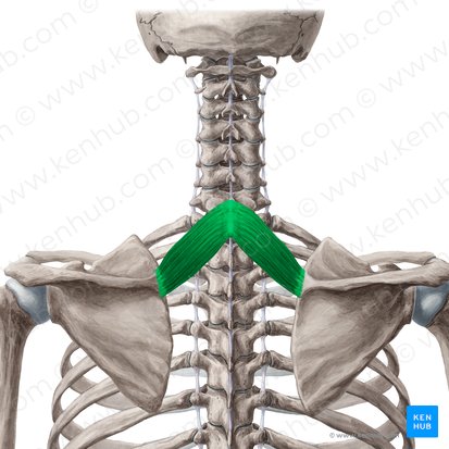 <p>Rhomboid Minor </p>