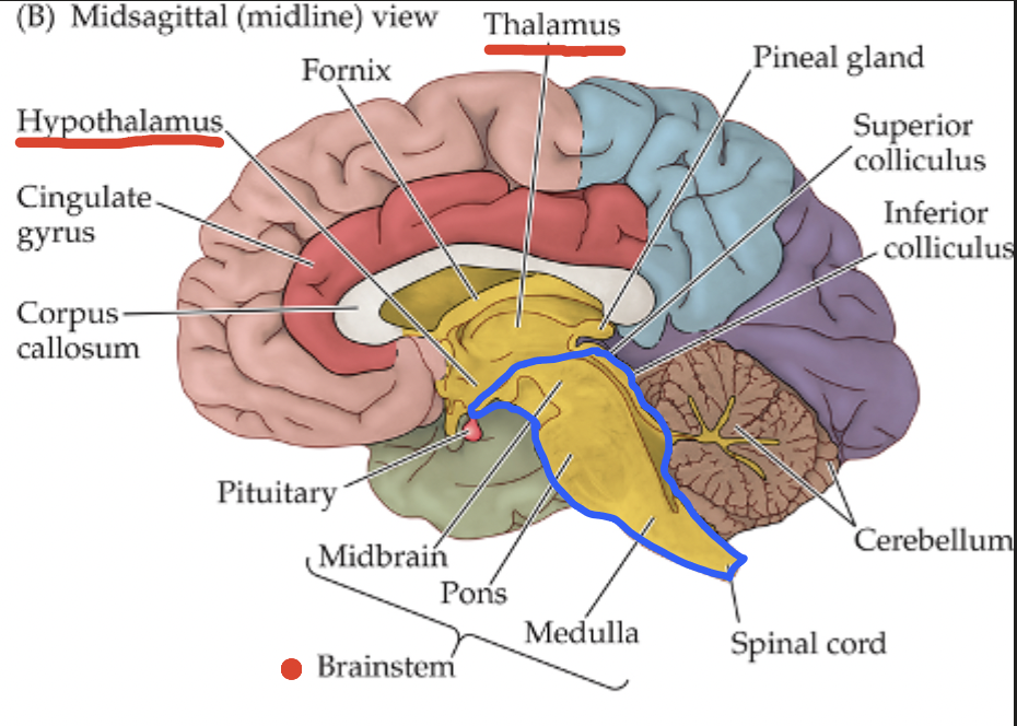 <p>Midbrain: aids in motor control and sensory processing; </p><p>Pons: regulates circadian rhythm, arousal, and basic sensory functions; </p><p>Medulla: involves critical involuntary function that support life (breathing, heart rate, etc.)</p>