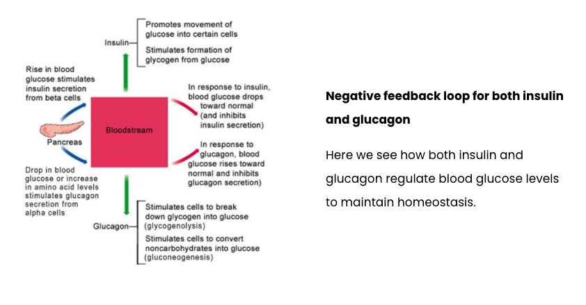 <p><span>Both glucagon and insulin regulate blood glucose levels, and work in tandem to keep blood glucose levels with a homeostatic range. &nbsp;The following video shows the negative feedback loop for insulin. &nbsp;Note which aspects of the negative feedback loop are the effector and variable.&nbsp;&nbsp;</span></p>