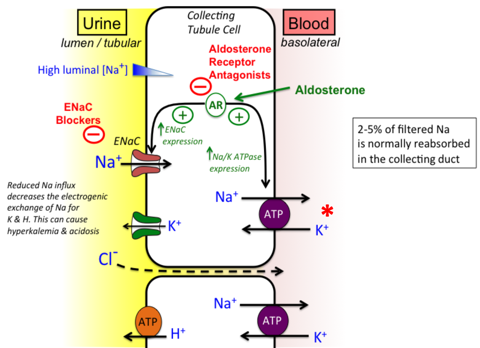 
1. Redcued Na+ influx decreases the electrogenic exchange of Na+ for K+ and H+

   
   1. Can cause 

      
      1. Hyperkalemia 
      2. Acidosis 