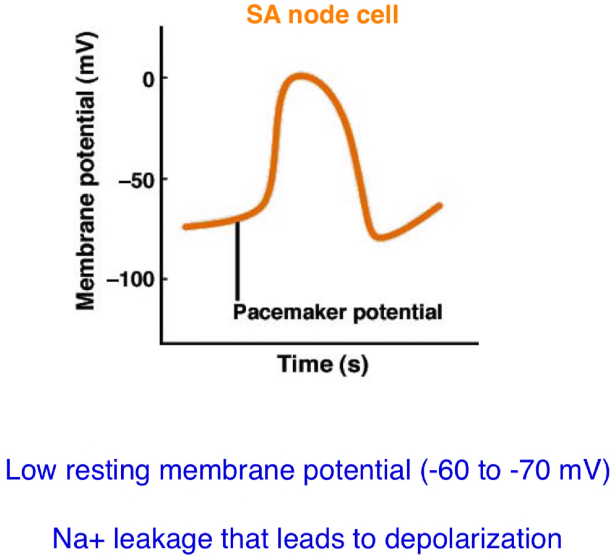 <ul><li><p>Low resting membrane potential</p></li><li><p>Na+ leakage</p><p>Easy for pacemaker cells to depolarise as they have leaky Na+ channels (funny channels)</p><p>Allows sodium to enter and allow them to slowly depolarise the cell</p></li></ul>