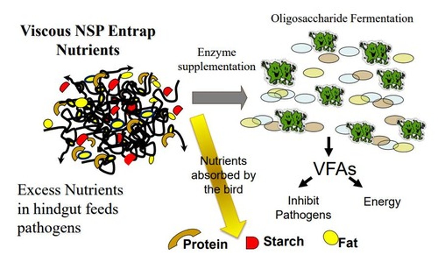 <p>Specific carbohydrases that reduce digesta viscosity.</p>