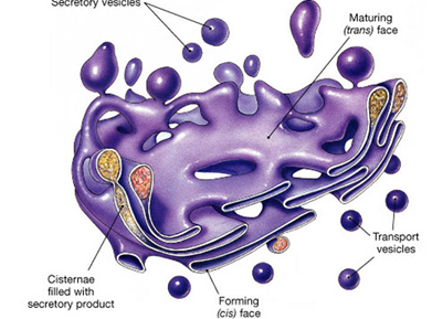 <p>rolurile aparatului golgi</p>