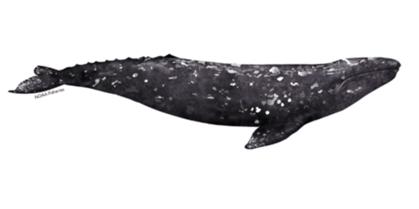 <p>Family, Subclade, Clade, Infraclass, Subclass</p><p>-some longitudinal furrows</p><p>-short baleen</p><p>-no dorsal fin</p>