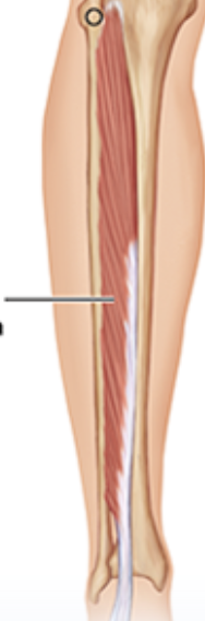 <p>Muscle right by Tibialis Anterior on fibula</p>