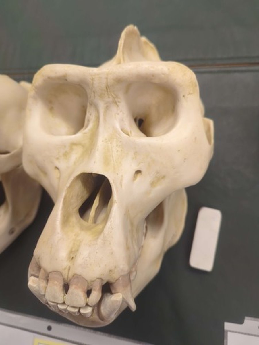 <p>What animal is this? Answer with the sex before the animal name and "Skull" after the animal name.</p>