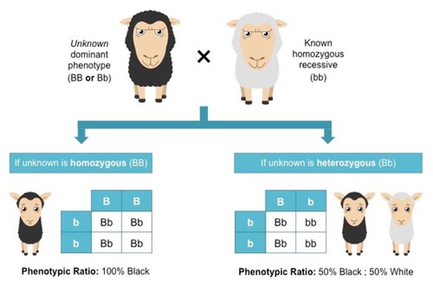 <p>Punnett squares are charts that are used to show the possible gene combinations in a cross between 2 organisms</p>