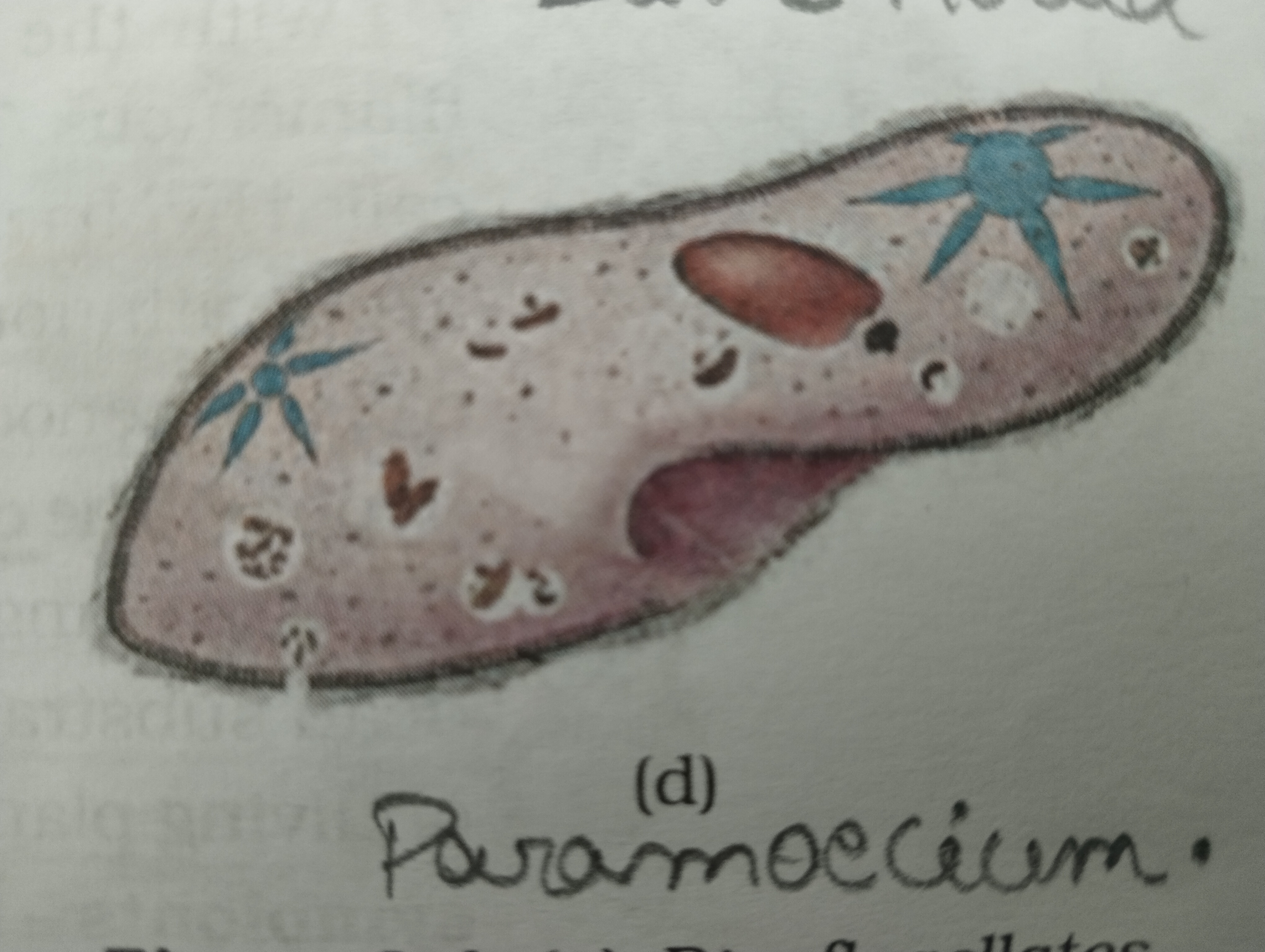 <p>Paramoecium</p>