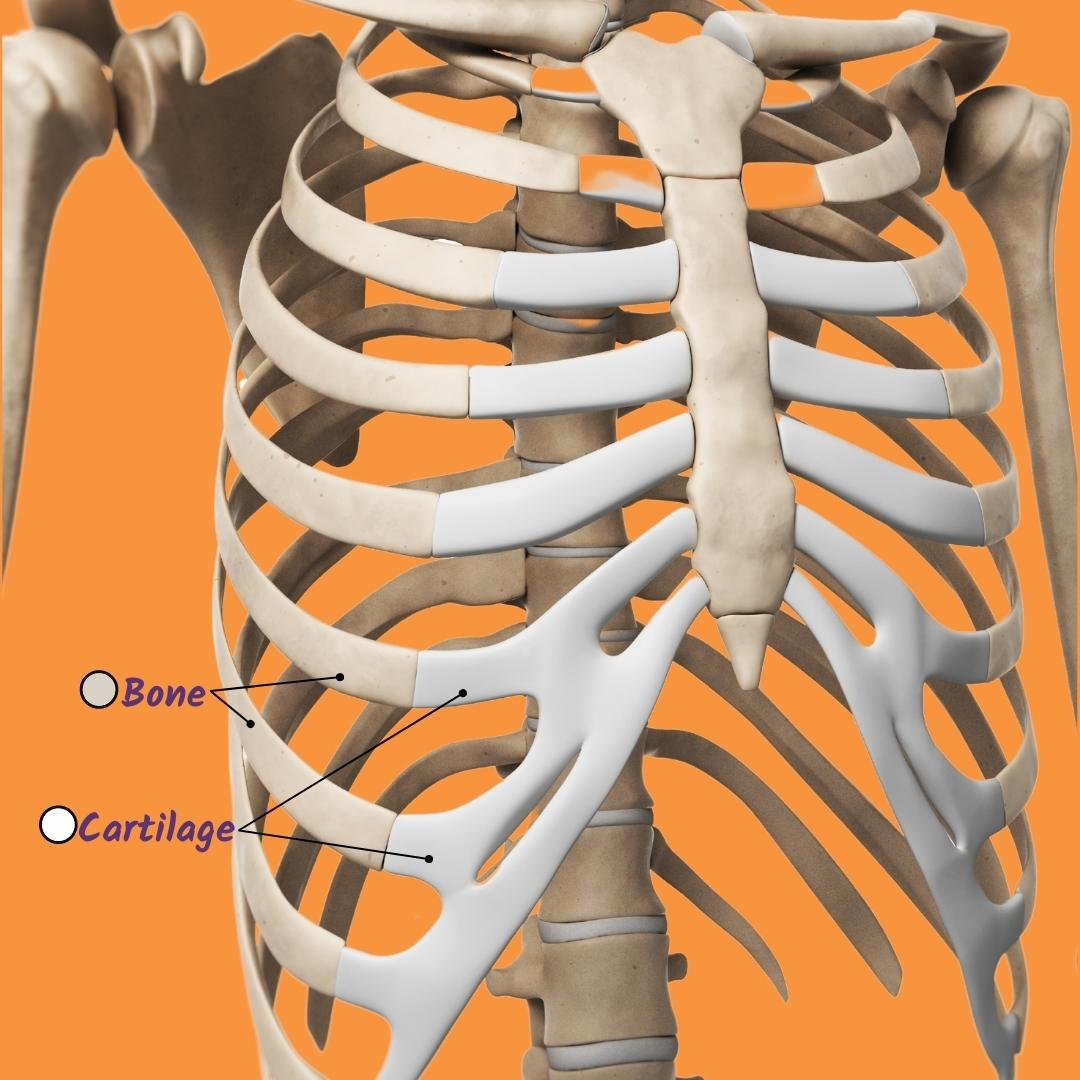 <p>rib</p>