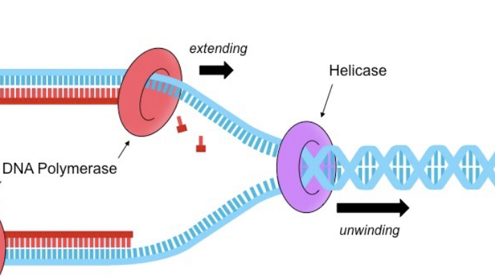 Breaks the Hydrogen bonds between the bases