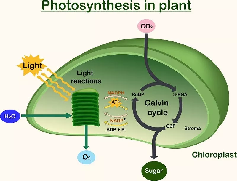 Process by which plants convert solar energy into glucose. It takes place in chloroplasts of plant cells.