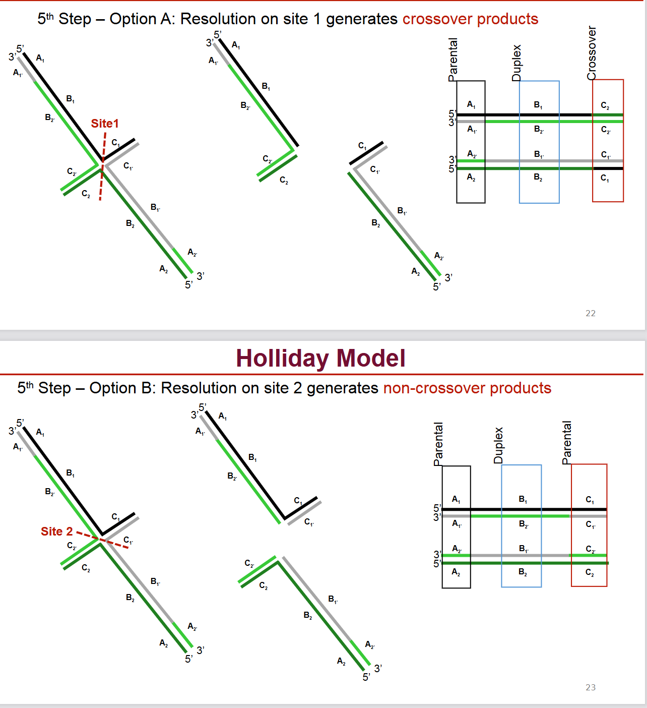 <p><strong>Resolution:</strong></p><ul><li><p><strong>Option A (Resolution on site 1):</strong> Cleavage in one orientation followed by ligation generates <strong>crossover products</strong>, where the flanking regions of the DNA have been exchanged.</p></li><li><p><strong>Option B (Resolution on site 2):</strong> Cleavage in the other orientation followed by ligation generates <strong>non-crossover products</strong>, where the flanking regions remain in their original configurations, but the central heteroduplex region still shows exchange.</p></li></ul><p></p>
