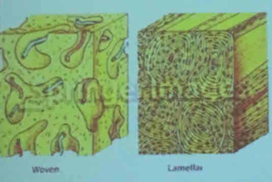 <p>Many osteocytes and the osteoid, less the inorganic substance, a lot of collagenous fibres in thick tufts</p><p>In foetal life and just after birth</p><p>In an adult individual it appears local to the insertion of tendons to the bone, in the skull only in pathological states</p>