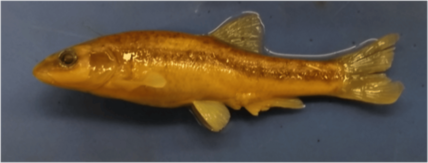 <p>old world minnows/ carp</p>