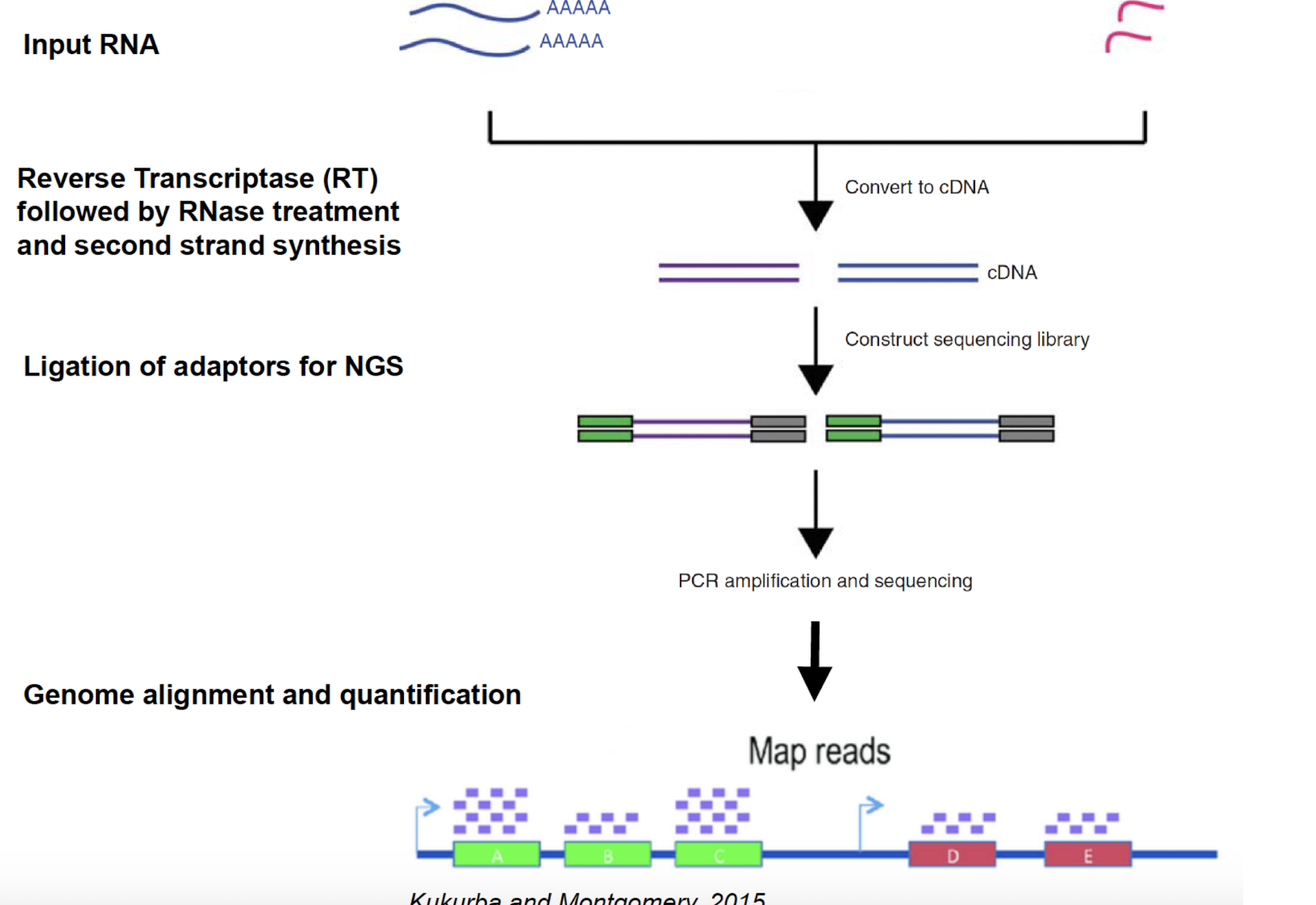 <ul><li><p>ngs methos for studying gene eexpression</p></li></ul><ol><li><p>isolate mrna, rrna, ncrna from sample</p></li><li><p>used poly A selection or size selection to isolate specific rna species</p></li><li><p>rna —> cdna</p></li><li><p>ligate short dna adaptors to each end of cdna to act as primer</p></li><li><p>optional : pcr to amplify library</p></li><li><p>use ngs to read fragments and map to genome</p></li></ol><p></p>