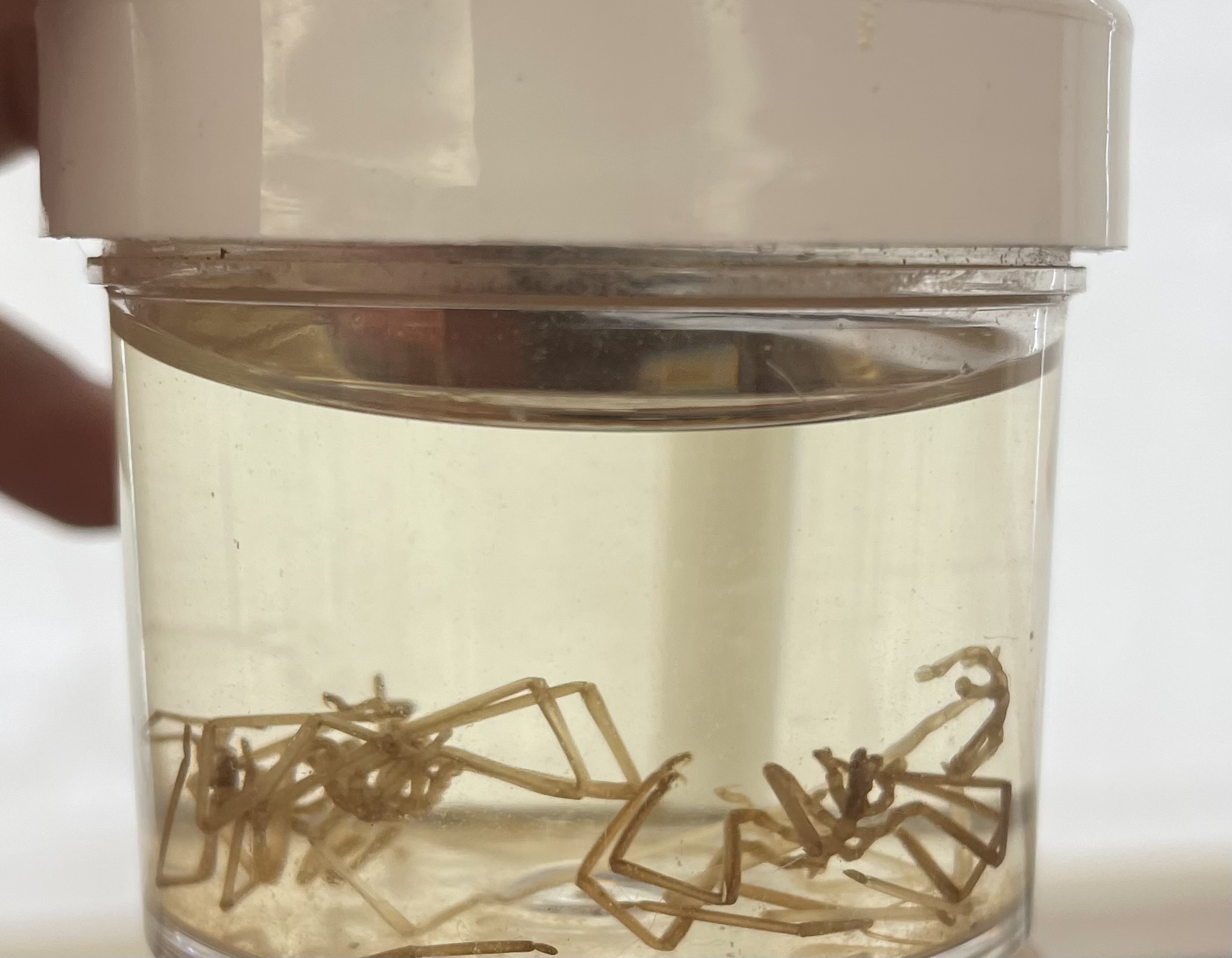 <p>Subphylum</p><p>Class</p><p>Order</p>