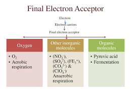 <p>Substrate accepting electrons in anaerobic respiration, like sulfate.</p>