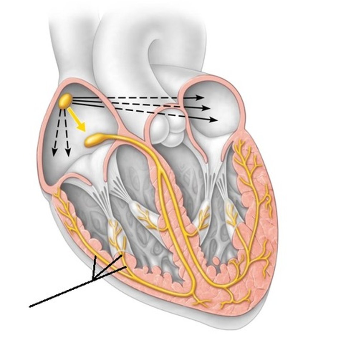 <p>transmits electrical impulses to ventricular tissue</p>