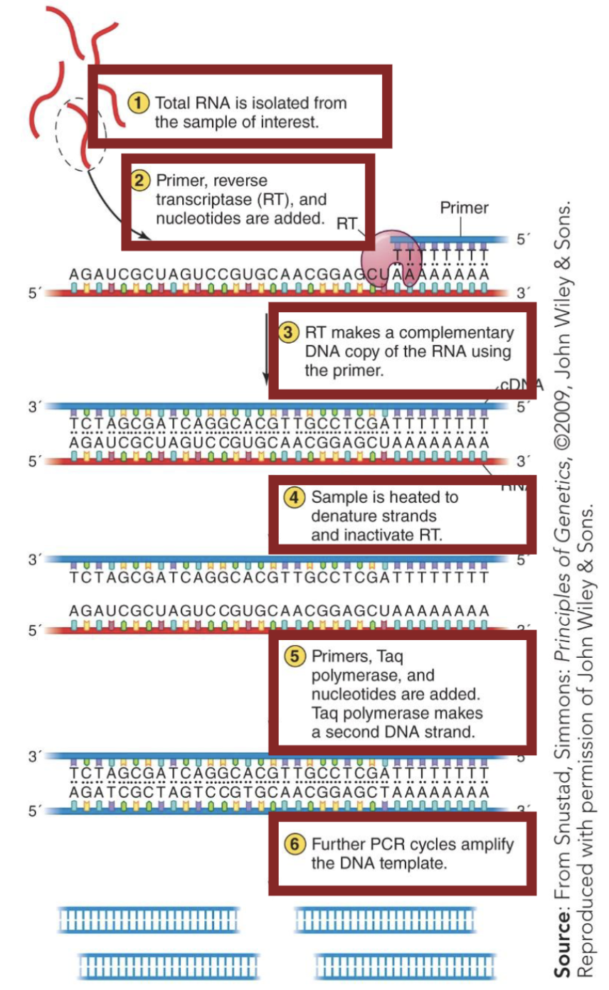 <ul><li><p>RNA is <strong><em>isolated</em></strong>.</p></li><li><p><strong><em>Primer, RT, nucleotides</em></strong> are added.</p></li><li><p>RT makes a <strong><em>complementary DNA copy</em></strong> of the RNA.</p></li><li><p>Sample is heated to <strong><em>denature strands </em></strong>and <strong><em>inactivate RT.</em></strong></p></li><li><p><strong><em>Primers, Taq pol, and nucleotides</em></strong> are added.</p></li><li><p>Taq pol makes a <strong><em>second DNA strand.</em></strong></p></li><li><p>Further PCR cycles can <strong><em>amplify</em></strong> the amount of DNA produced.</p></li></ul><p></p>
