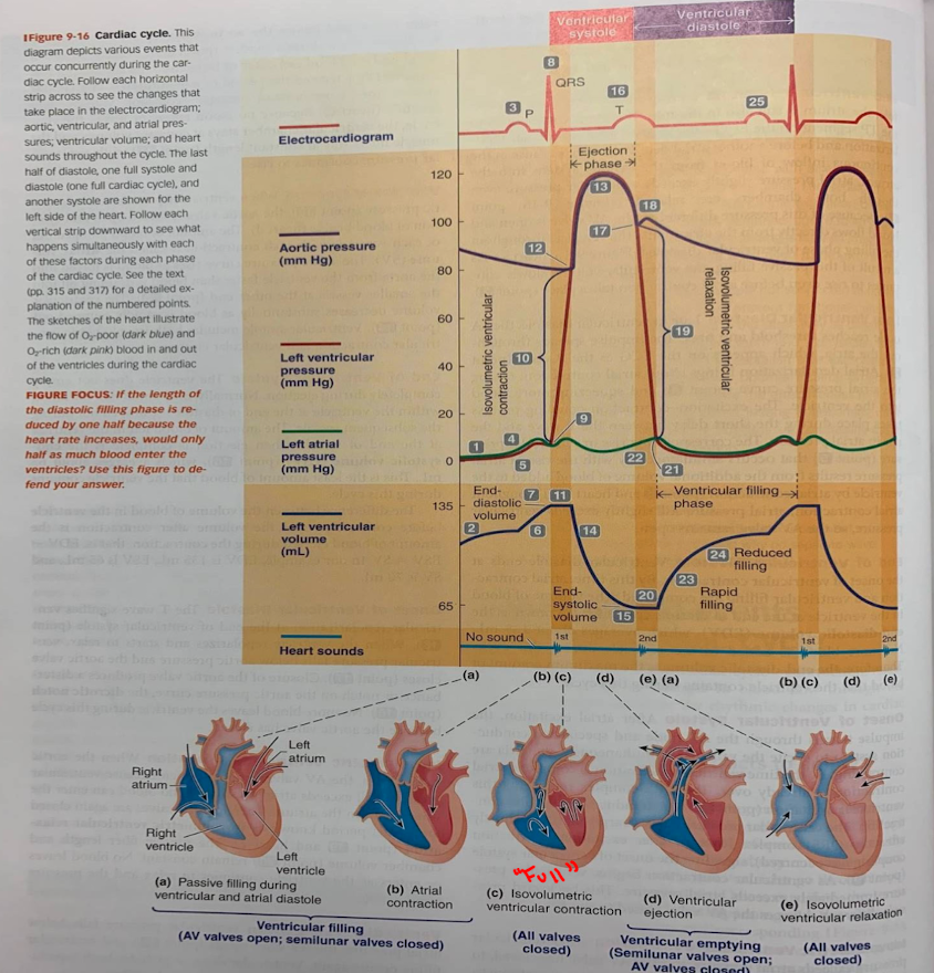 <p>the volume of blood in the chamber at the end of diastole (relaxation/filling). Equivalent to the maximum amount of blood chamber will hold during the cycle</p>