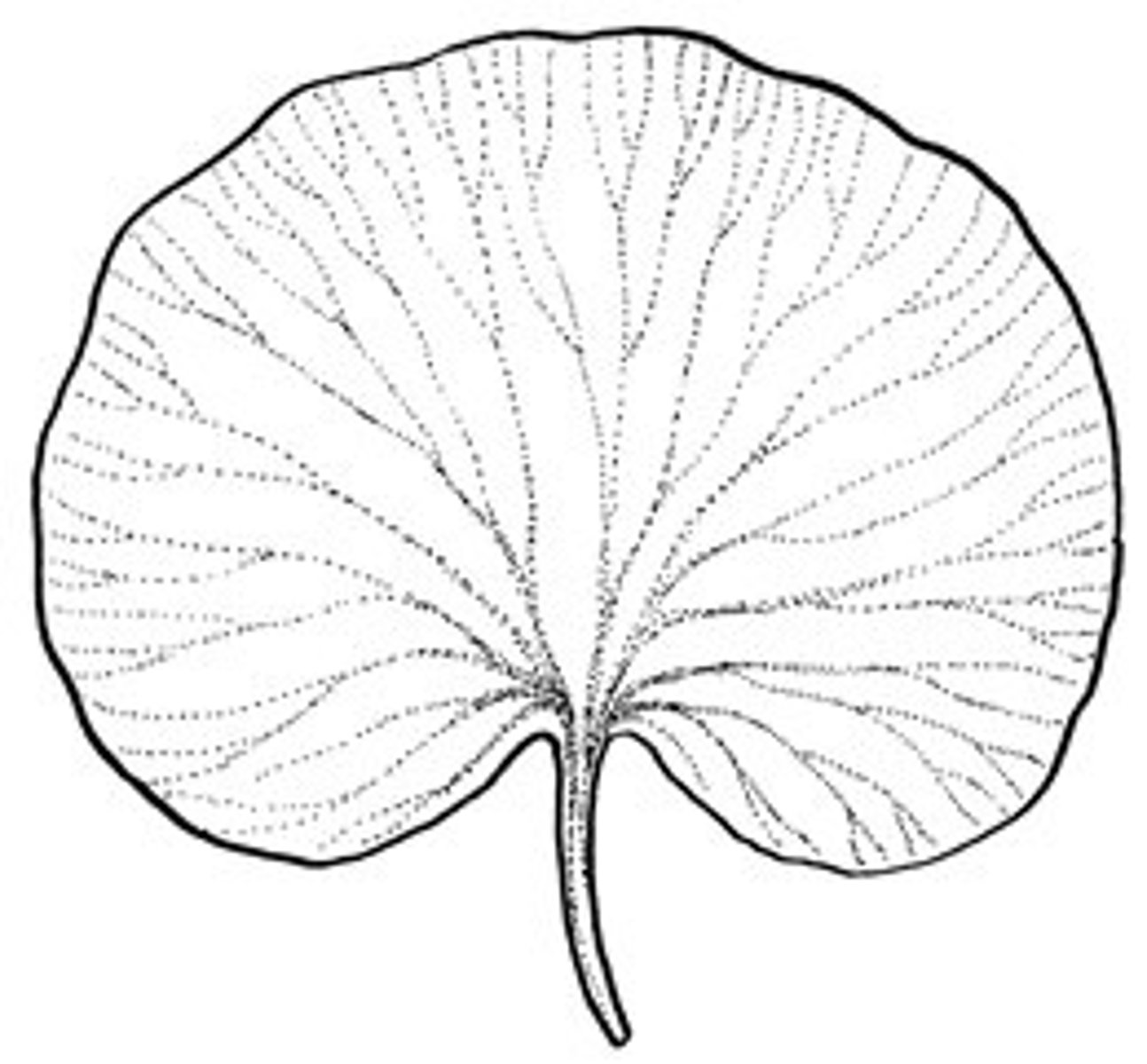 <p>kidney shaped</p>