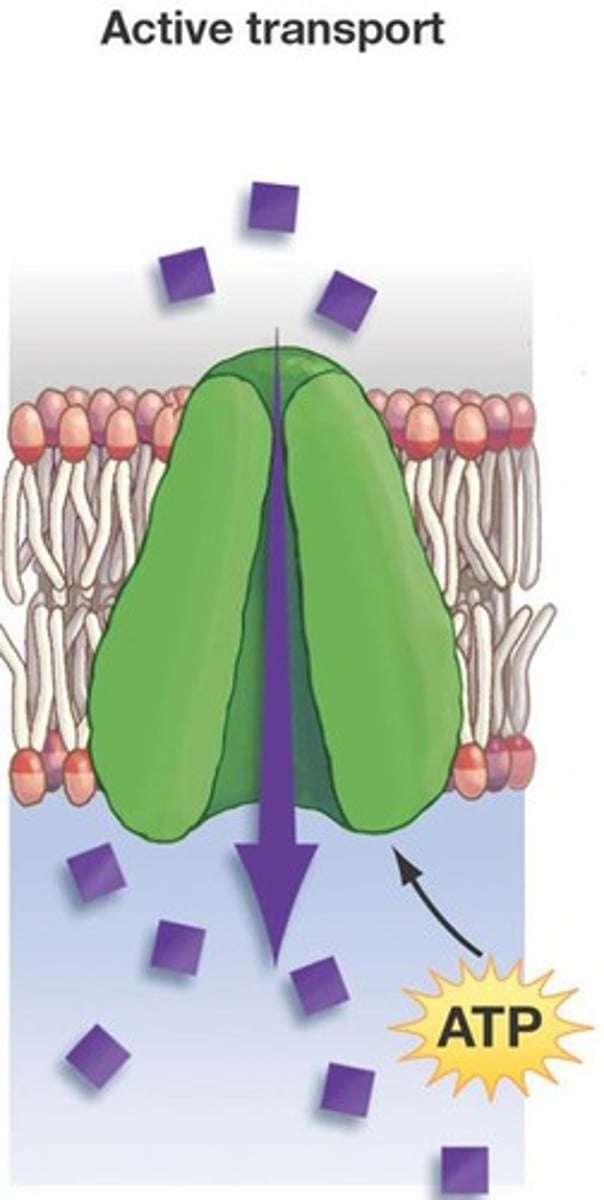 <p>The movement of particles through membrane bound proteins against the normal direction of diffusion, energy required</p>