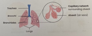 <ul><li><p><strong>Flattened</strong> cells/ <strong>1 cell thick</strong>= <strong>short diffusion distance</strong></p></li><li><p><strong>Folded</strong>= <strong>large SA</strong></p></li><li><p><strong>Permeable</strong>= allows <strong>diffusion</strong> of O2/CO2</p></li><li><p><strong>Moist</strong>= gases can dissolve for diffusion </p></li><li><p>Good blood supply from large network of <strong>capillaries</strong>= maintains <strong>conc gradient </strong></p></li></ul><p></p>