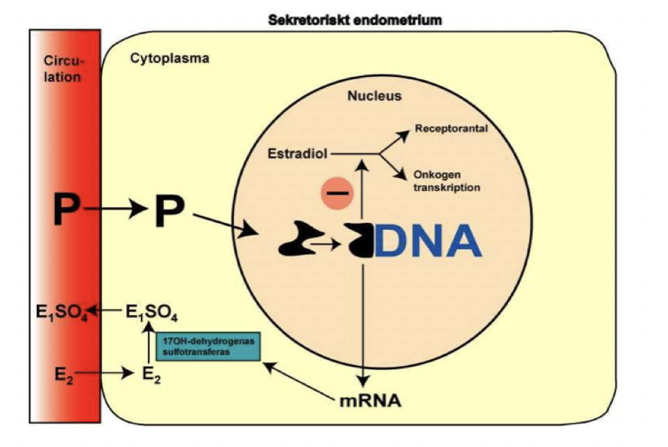 <p>Progesteron är “antiöstrogen”. Det leder till ökad <strong>metabolisering</strong> och <strong>nedbrytning</strong> av E2. </p><p>Det binder till DNA:t och mRNA transkriberas vilket bryter ner E2 (se bild). </p>