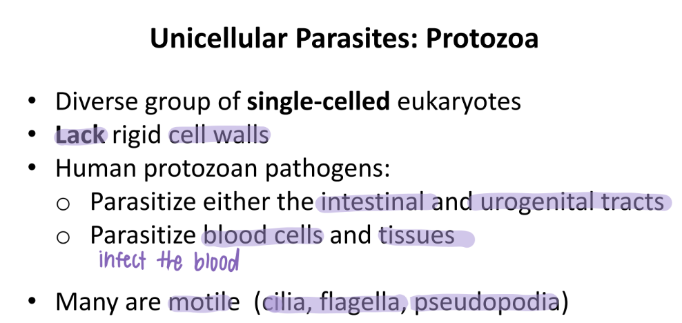 <p>NO cell walls? </p><p>YES motile. have cilia + flagella + pseudopodia </p>
