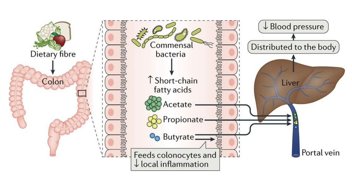 <ul><li><p>There is solid evidence that the gut microbiome plays a direct role in modulating blood pressure</p></li><li><p>association has roots in infancy </p></li></ul><img src="https://knowt-user-attachments.s3.amazonaws.com/aa722a8f-cb10-41a3-9647-5f67cb78f111.png" data-width="100%" data-align="center"><p></p>