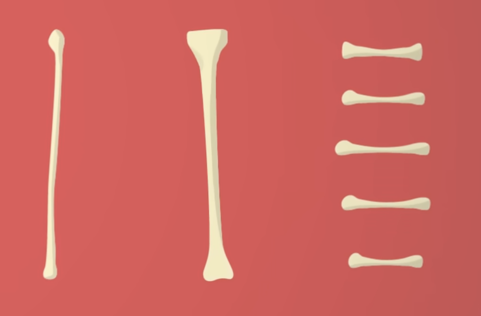 <p>What is the classification for these bones</p>